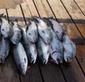 Alaska Photo Gallery